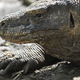 A Komodo dragon.